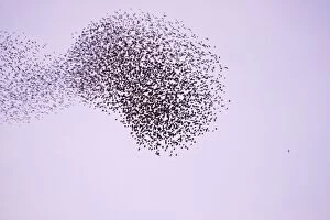 Images Dated 27th January 2008: Starlings Flock expanding and contracting in response to a peregrine attack Eastbourne