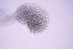 Starlings Flock expanding and contracting in response to a peregrine attack Eastbourne, East Sussex, South East England