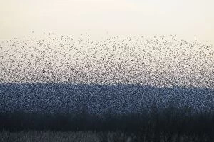 Starlings - flock in flight