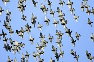 Starlings - Flock in flight, autumn