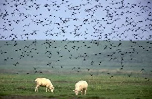 Starlings - flock in flight above field with sheep