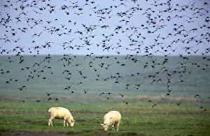 Mass Flock Prints: Starlings - flock in flight above field with sheep