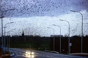 Starlings - flock in flight above road
