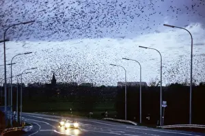 Mass Flock Prints: Starlings - flock in flight above road