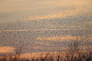 Starlings - flock in flight - Shapwick Heath - Westhay - Somerset