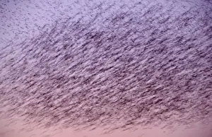 Abstract Prints: Starlings Flock flying at sunset showing movement Norfolk UK