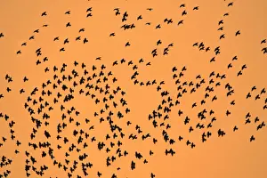 Starlings-Flock formation in autumn twilight Lower Saxony, Germany