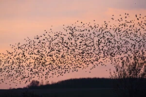 Images Dated 11th February 2019: Starlings - flock /murmuration flying at twilight in autumn, North Hessen, Germany Date: 11-Feb-19