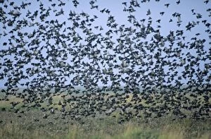 Images Dated 23rd June 2005: Starlings - flock over salt marshes in autumn