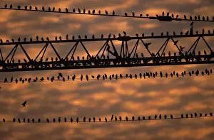 Starlings - flock sitting on building crane at dusk in winter, before going to roost