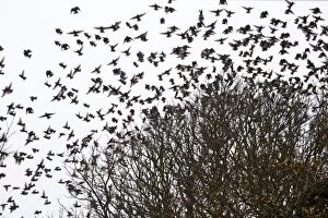 Starlings - flock in tree - Winter