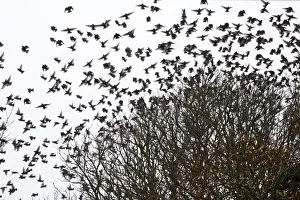 Passerines Prints: Starlings - flock in tree - Winter - Cornwall, UK