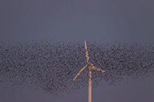 Starlings flocks Common Starlings flock in flight / mur