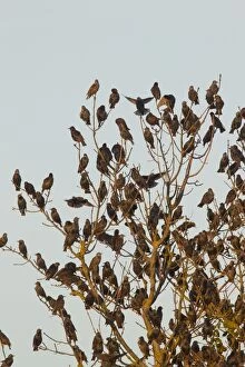 Starlings flocks Common Starlings flock at roost in tre