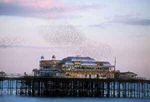 Starlings Collection: Starlings Flyinf to roost on Brighton pier