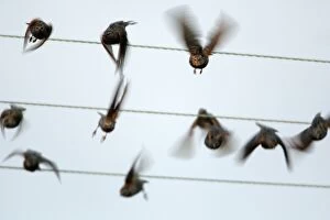 Images Dated 19th October 2007: Starlings - flying off power lines, Northumberland, England