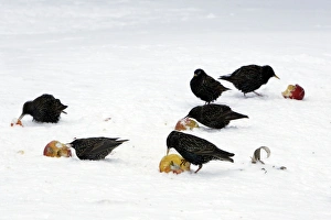 Images Dated 27th February 2005: Starlings - in the garden eating apples