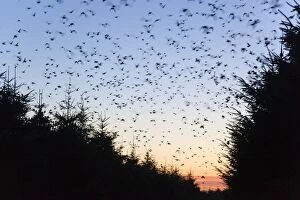 Starlings - going to roost