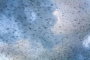 Roosting Gallery: Starlings - going to roost