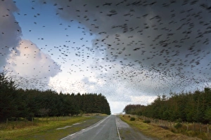 Images Dated 10th December 2007: Starlings - going to roost - Davidstow - Cornwall - UK