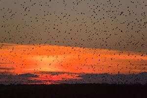 Sunsets & Sunrises Collection: Starlings - going to roost - Davidstow - Cornwall - UK