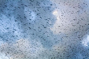 Images Dated 10th December 2007: Starlings - going to roost - Davidstow - Cornwall - UK