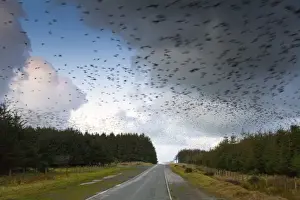 Roads Prints: Starlings - going to roost - Davidstow - Cornwall - UK