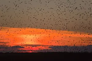 Starlings - going to roost - Davidstow - Cornwall - UK