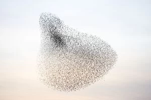 Images Dated 27th February 2008: Starlings. Immense flock of birds flying at dusk creating elaborate formations as they swirl to