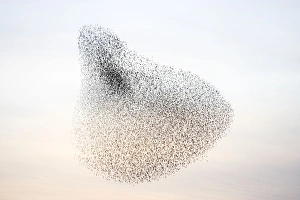 Images Dated 27th February 2008: Starlings. Immense flock of birds flying at dusk creating elaborate formations as they swirl to