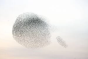 Images Dated 27th February 2008: Starlings. Immense flock of birds flying at dusk creating elaborate formations as they swirl to