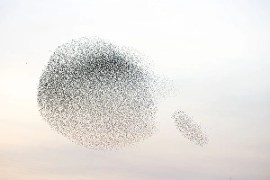 Images Dated 27th February 2008: Starlings. Immense flock of birds flying at dusk creating elaborate formations as they swirl to