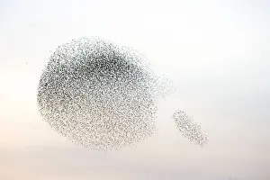 Starlings. Immense flock of birds flying at dusk creating elaborate formations as they swirl to avoid and confuse predators. Near Gretna, Scotland. UK