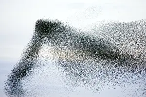 Starlings. Immense flock of birds flying at dusk creating elaborate formations as they swirl to avoid and confuse predators. Near Gretna, Scotland. UK