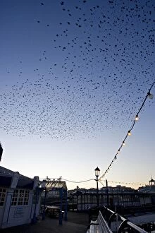 Images Dated 24th January 2008: Starlings - Mass of birds coming in to roost