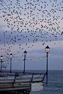 Starlings - Mass of birds in flight