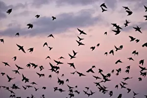 Starlings Mass of birds in flight Eastbourne, East Sussex, South East England