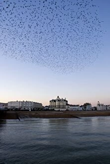 Images Dated 24th January 2008: Starlings - Mass gathering above a town