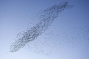Starlings - Mass manouver in the skys above the roosting site Starlings - Mass manouver in the skys above the roosting site