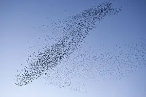 Patterns Prints: Starlings Mass manouver in the skys above the roosting site Eastbourne