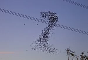 Starlings - a murmuration in the shape of number two beside Didcot Power Station as thousands of Starlings went to