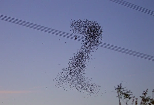 Starlings - a murmuration in the shape of number two beside Didcot Power Station as thousands of Starlings went to Starlings - a murmuration in the shape of number two beside Didcot Power Station as thousands of Starlings went to