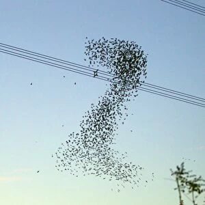 UK Wildlife Collection: Starlings - a murmuration in the shape of number two beside Didcot Power Station as thousands of