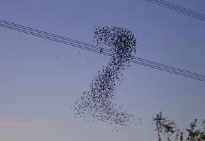Co Operation Prints: Starlings - a murmuration in the shape of number two beside Didcot Power Station as thousands of Starlings went to