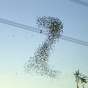 Starlings - a murmuration in the shape of number two beside Didcot Power Station as thousands of Starlings went to roost - 14th November 2012 Digital Manipulation: colour alteration