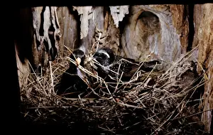 Nest Material Prints: Starlings - nest building, preparation of a new nest together
