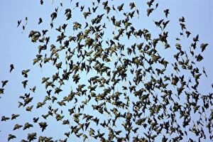 Starlings - Panic in flock due to presence of sparrowhawk