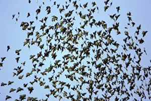 Starlings-Panic in flock due to presence of sparrowhawk Lower Saxony, Germany