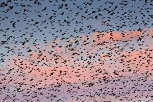 Starlings - preparing to roost
