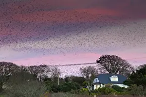 Roosting Prints: Starlings - preparing to roost - Marazion, Cornwall, UK